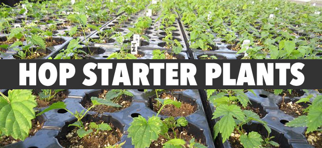 Hop Starter Plants